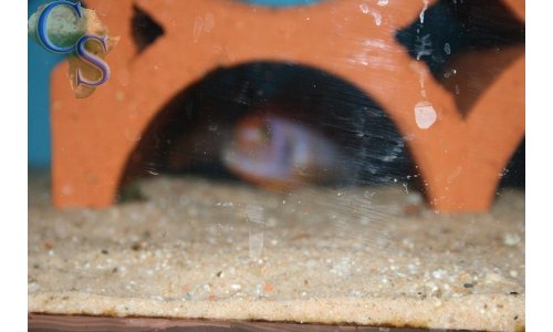 Iodotropheus sprengerae